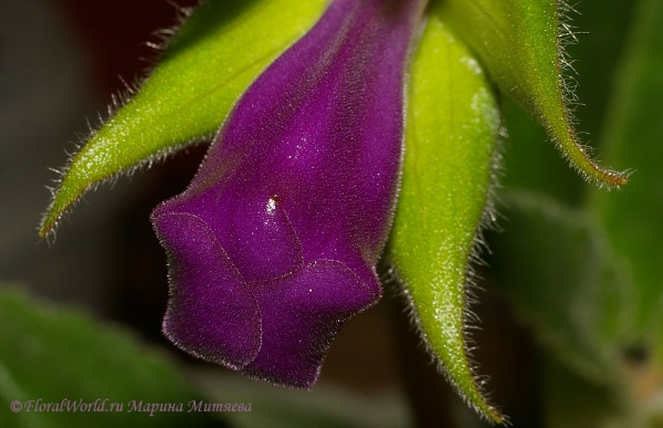 Ключевые слова: Синнингия прекрасная Sinningia speciosa  Глоксиния Gloxinia фото