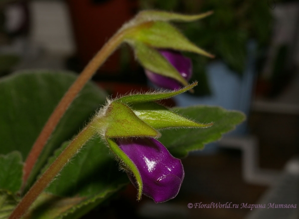 Ключевые слова: Синнингия прекрасная Sinningia speciosa  Глоксиния Gloxinia фото