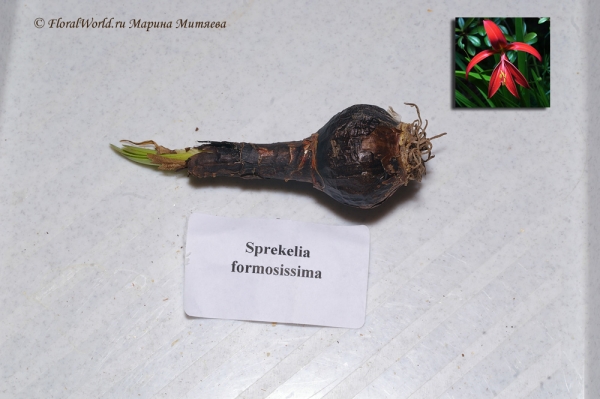 sprekelia formosissima
луковица
Ключевые слова: sprekelia formosissima