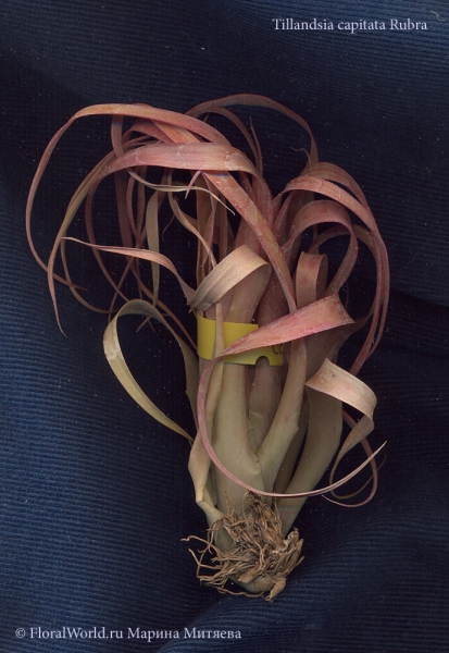 Tillandsia capitata Rubra 
Ключевые слова: Tillandsia capitata Rubra