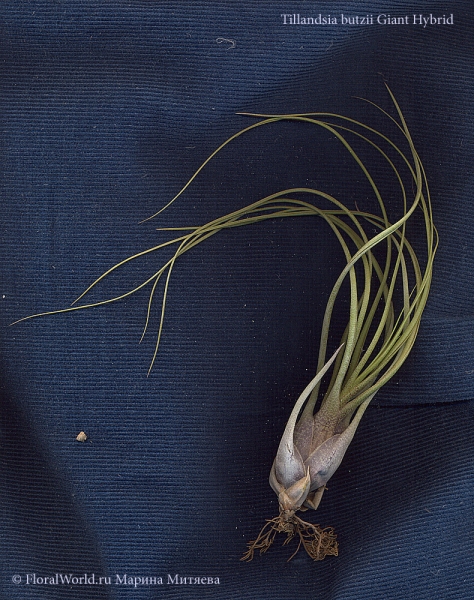 tillandsia butzii Giant Hybrid
Ключевые слова: tillandsia butzii Giant Hybrid