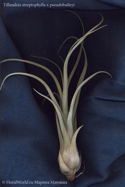 Tillandsia Streptophylla x Pseudobaileyi
Ключевые слова: Tillandsia Streptophylla x Pseudobaileyi