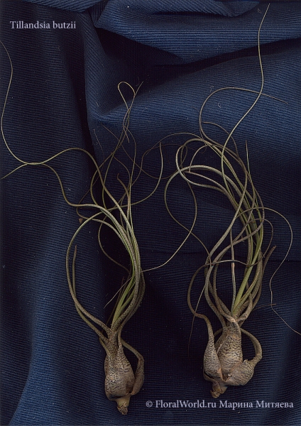 Tillandsia butzii
Ключевые слова: Tillandsia butzii