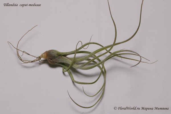 Tillandsia caput-medusae
пришла под именем arhiza-juliae x pruinosa
Ключевые слова: Tillandsia caput-medusae