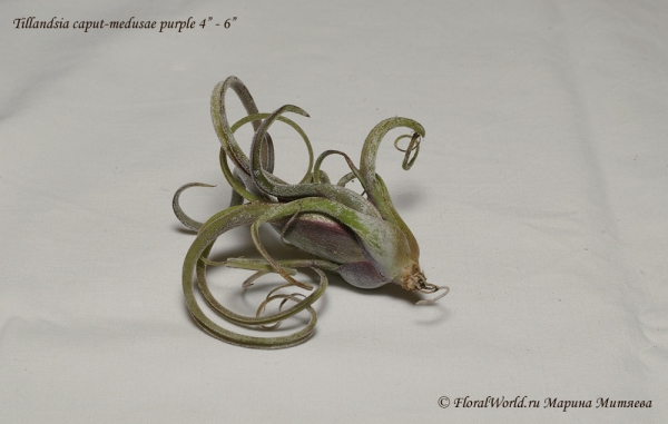 Tillandsia caput-medusae purple
Ключевые слова: Tillandsia caput-medusae purple