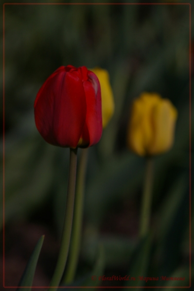 Ключевые слова: тюльпан весна май фото