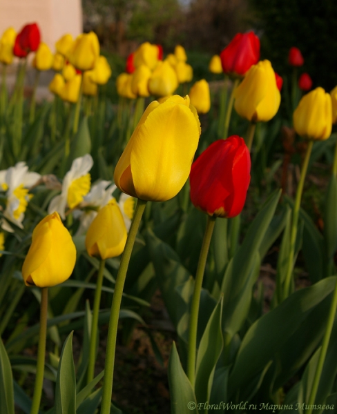 tulipa_2008-1-2.jpg