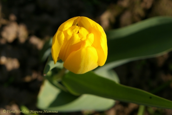 Бутон тюльпана
Ключевые слова: тюльпан  tulipa фото весна желтый