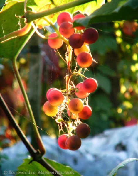 Зреет виноград
Ключевые слова: виноград фото осень