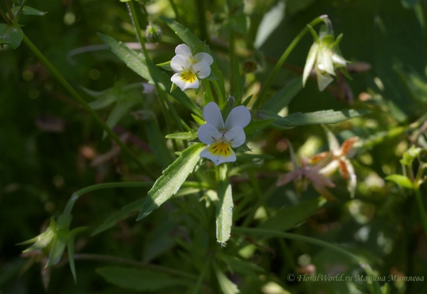 Фиалка полевая - Viola arvensis
Ключевые слова: Фиалка полевая  Viola arvensis