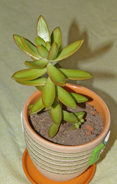 Sedum nussbaumerianum
А это он уже подрос.

[url=http://www.floralworld.ru/encyclopedia/plants/Sedum.html]Статья на сайте [/url]

[url=http://floralworld.ru/forum/index.php?topic=66.0] Обсуждение Седума на форуме[/url]
Ключевые слова: Седум Очиток Sedum nussbaumerianum фото