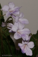 Имя файла=185.jpg
Размер файла=372КБ
Размеры=696x1024
Дата=Март 26, 2008 185.jpg