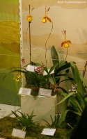 Имя файла=2_stend_orchids-2.jpg
Размер файла=319КБ
Размеры=609x968
Дата=Апр 03, 2009 2_stend_orchids-2.jpg
