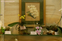 Имя файла=3_stend_orchids-1.jpg
Размер файла=331КБ
Размеры=900x598
Дата=Апр 03, 2009 3_stend_orchids-1.jpg
