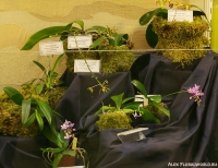 Имя файла=3_stend_orchids-2.jpg
Размер файла=350КБ
Размеры=900x697
Дата=Апр 03, 2009 3_stend_orchids-2.jpg