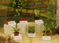 Имя файла=5_stend_orchids-2.jpg
Размер файла=251КБ
Размеры=800x586
Дата=Апр 03, 2009 5_stend_orchids-2.jpg