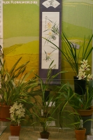 Имя файла=6_stend_orchids-1.jpg
Размер файла=184КБ
Размеры=532x800
Дата=Апр 03, 2009 6_stend_orchids-1.jpg
