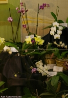 Имя файла=7_stend_orchids-1.jpg
Размер файла=238КБ
Размеры=665x952
Дата=Апр 03, 2009 7_stend_orchids-1.jpg