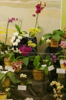 Имя файла=7_stend_orchids-2.jpg
Размер файла=320КБ
Размеры=665x1000
Дата=Апр 03, 2009 7_stend_orchids-2.jpg