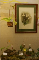 Имя файла=8_stend_orchids-1.jpg
Размер файла=262КБ
Размеры=652x992
Дата=Апр 03, 2009 8_stend_orchids-1.jpg