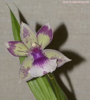 Имя файла=Acacallis_cuanea_x_Zygocolax_Barbel_2-1.jpg
Размер файла=165КБ
Размеры=689x769
Дата=Апр 03, 2009 Acacallis_cuanea_x_Zygocolax_Barbel_2-1.jpg