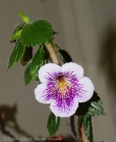 Achimenes_A_V.jpg