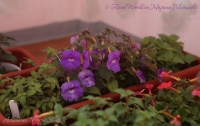 Achimenes_Purple_King_25_06_19-.jpg