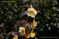 Achimenes_cv_Yellow_Beauty_9_11-1.jpg