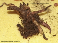 Имя файла=Achimenes_root_2-1.jpg
Размер файла=251КБ
Размеры=1000x751
Дата=Июль 13, 2009 Achimenes_root_2-1.jpg