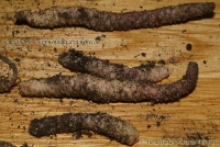 Achimenes_root_2-3.jpg