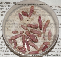 Имя файла=Achimenes_root_2-4.jpg
Размер файла=108КБ
Размеры=600x563
Дата=Июль 13, 2009 Achimenes_root_2-4.jpg