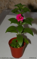 Achimenes_sp_8-1.jpg