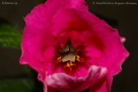 Achimenes_sp_8-2.jpg