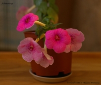 Achimenes_sp_8-6.jpg