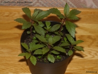 Achimenes_sp_raspberry_09_2-1.jpg