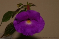 Achimenes_uknow_08_12-3.jpg