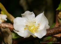 Actinidia_kolomicta_2008-1.jpg