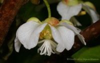 Actinidia_kolomicta_2008-2.jpg