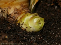 Имя файла=Aechmea_fasciata-29_06_08-2.jpg
Размер файла=114КБ
Размеры=800x597
Дата=Июль 11, 2008 Aechmea_fasciata-29_06_08-2.jpg