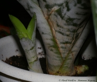 Имя файла=Aechmea_fasciata_08_08-1.jpg
Размер файла=115КБ
Размеры=900x761
Дата=Авг 22, 2008 Aechmea_fasciata_08_08-1.jpg