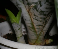 Aechmea_fasciata_08_08-1.jpg