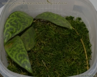 Имя файла=Aeschynanthus_marmoratus_1-2.jpg
Размер файла=115КБ
Размеры=800x633
Дата=Март 10, 2009 Aeschynanthus_marmoratus_1-2.jpg