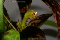 Aeschynanthus_marmoratus_10_09-4.jpg