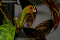 Aeschynanthus_marmoratus_10_09-5.jpg