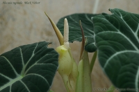 Alocasia_reginula_Black_Velvet_10_1-3.jpg