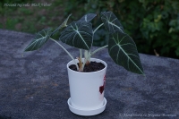 Alocasia_reginula_cv_Black_Velvet_8_11-1.jpg