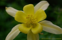 Aquilegia_2008-1-1.jpg