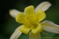 Aquilegia_2008-1-2.jpg