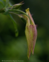 Aquilegia_2008-1-3.jpg