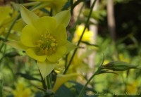Имя файла=Aquilegia_3.jpg
Размер файла=126КБ
Размеры=800x553
Дата=Янв 23, 2008 Aquilegia_3.jpg